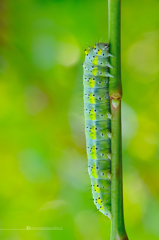 Diloba caeruleocephala (Linnaeus, 1758) - Noctuidae