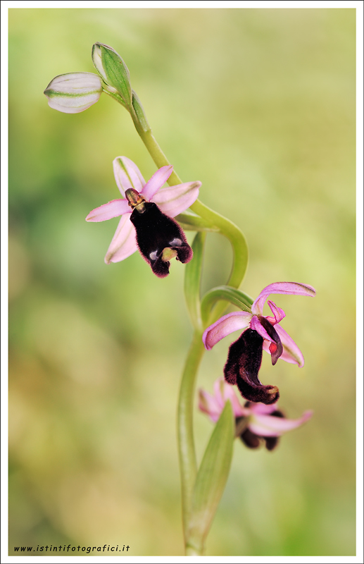 Una O. bertolonii particolare, forse un ibrido?