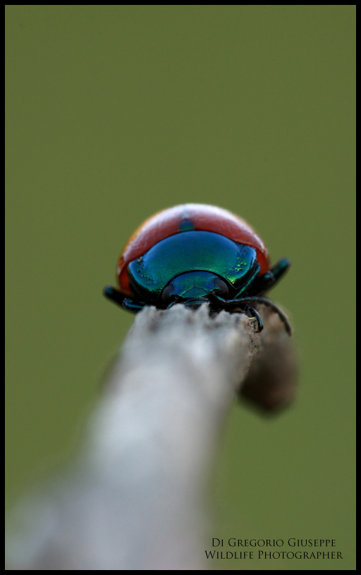 emittero,coleottero...