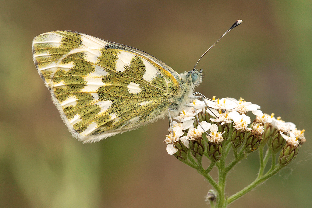 Pieride - pontia edusa