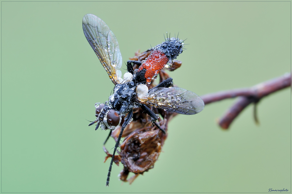 Cylindromya brassicaria