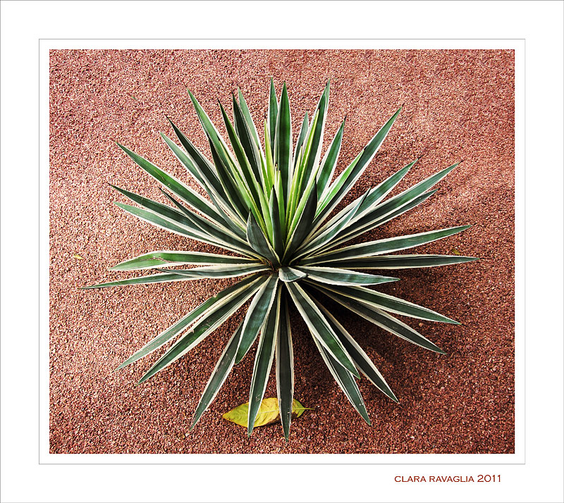 La foglia...prigioniera