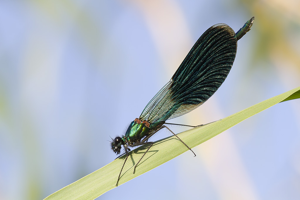 Calopteryx splendens