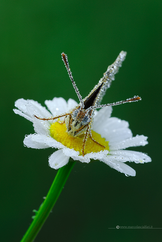 Melitaea phoebe