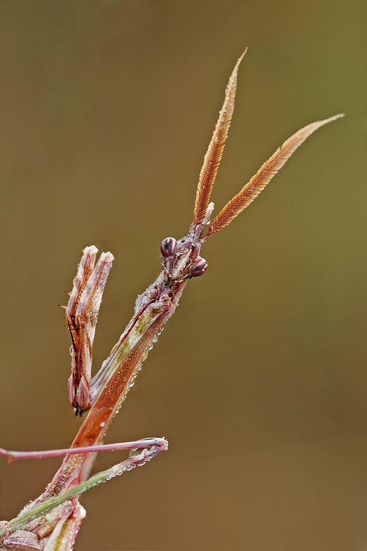 ritratto di un alieno