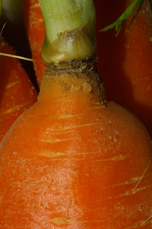 Carota