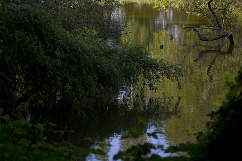 lago