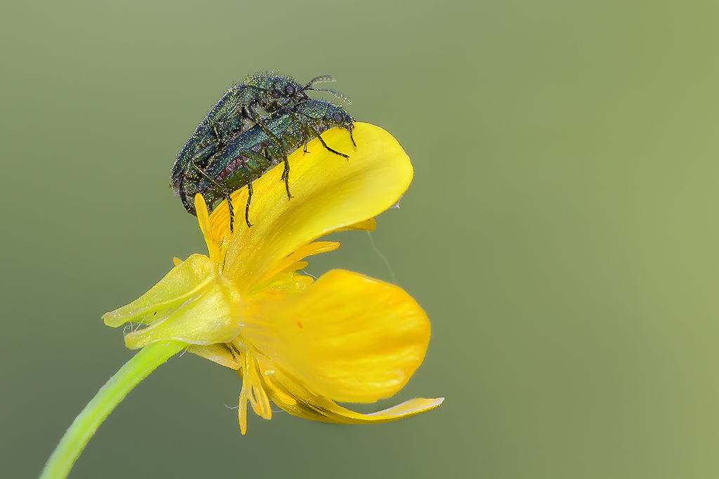 hops....... scusate l'interruzione ......