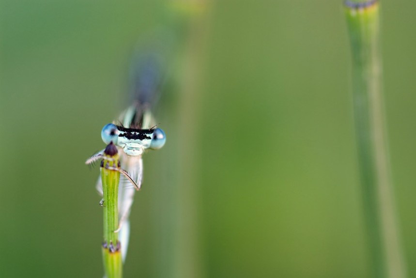 Scatta e lasciami in pace...