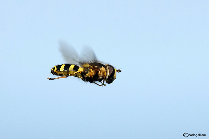 Piccolo Syrphidae in volo