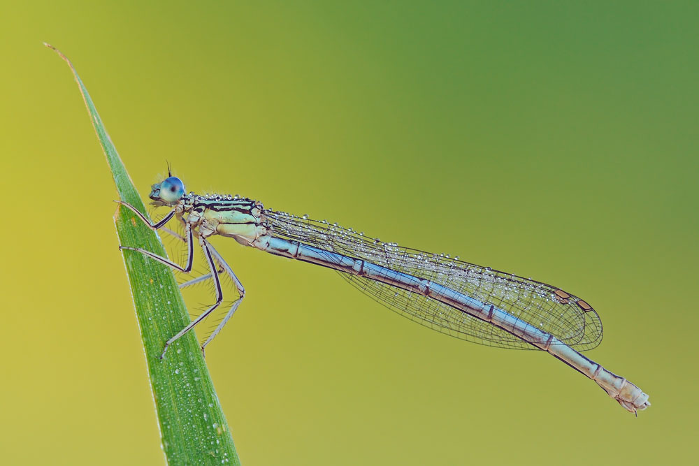 Platycnemis pennipes