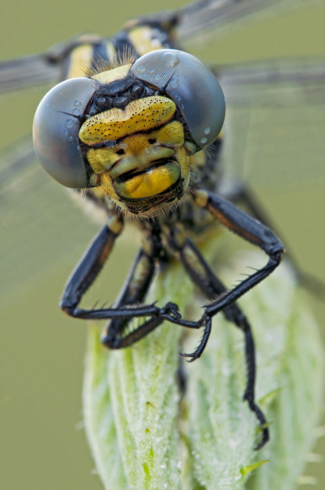 Onychogomphus uncatus