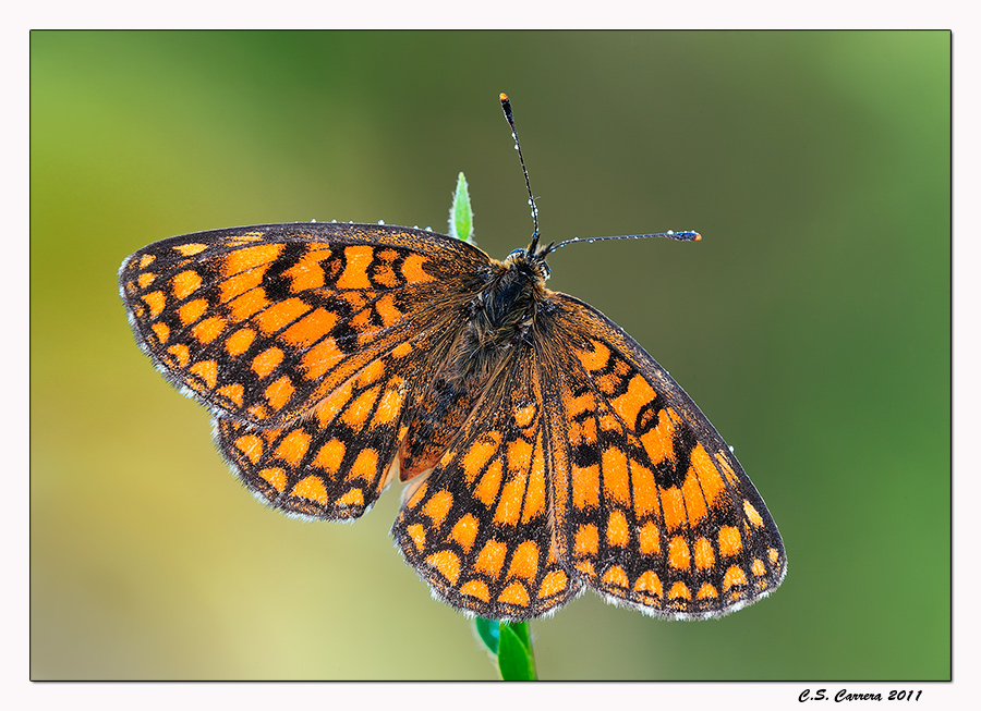 Melitaea