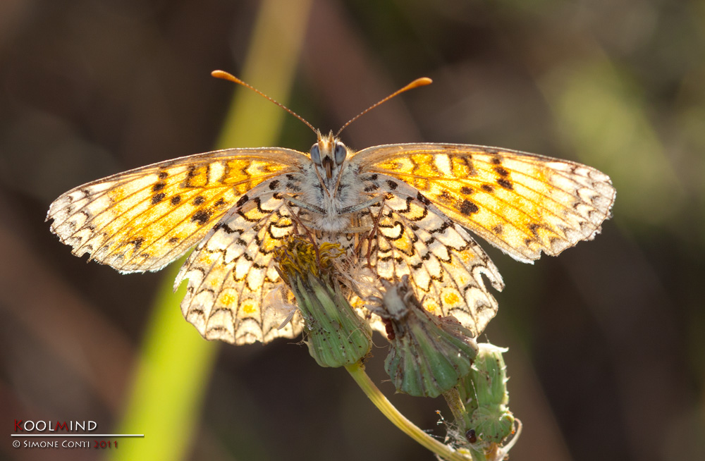 Melitaea didyma on fire