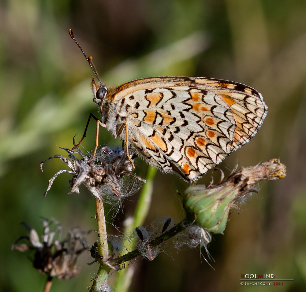 Melitaea didyma