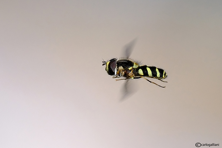Syrphidae in volo-sfondo diverso