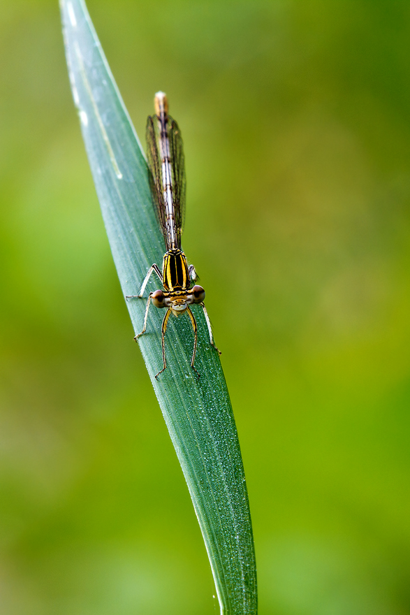 Ritratto di damigella
