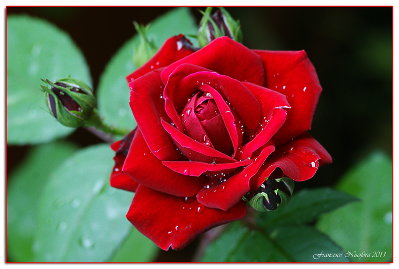 Rosa vellutata. 2
