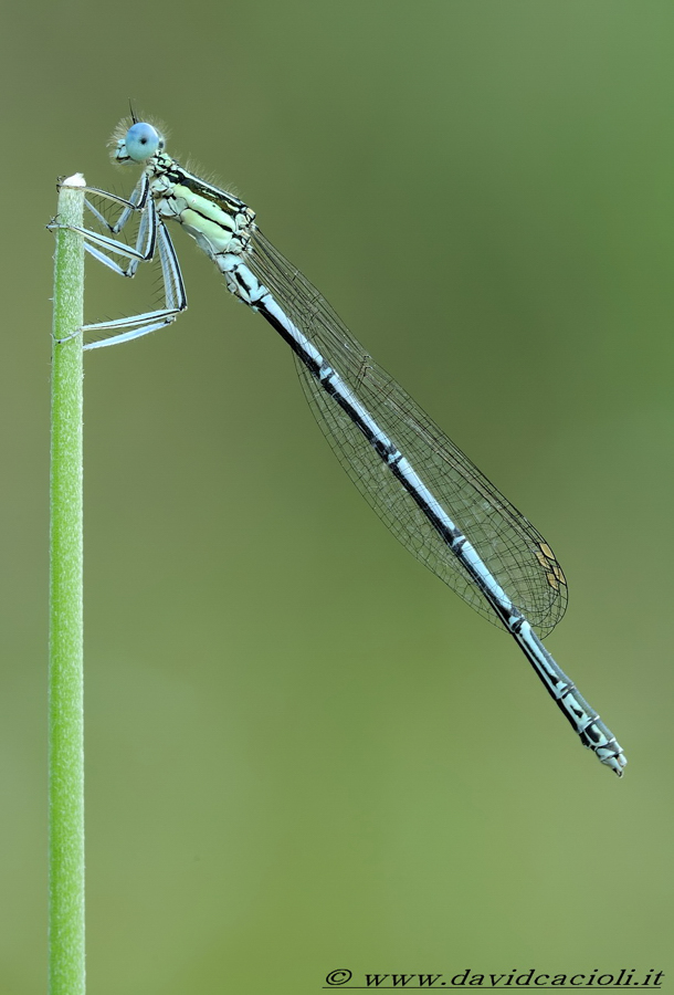 coenagrionidae cercion lindenii