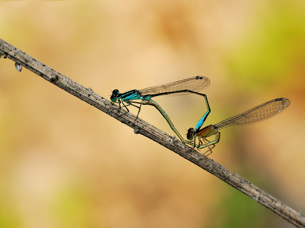 Un cuore con due anime