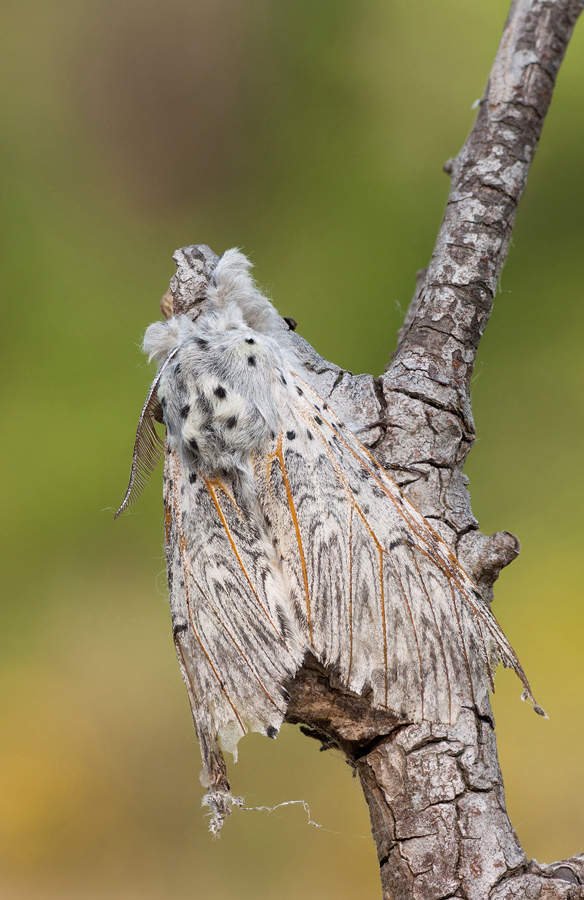 Un anziano Signore...