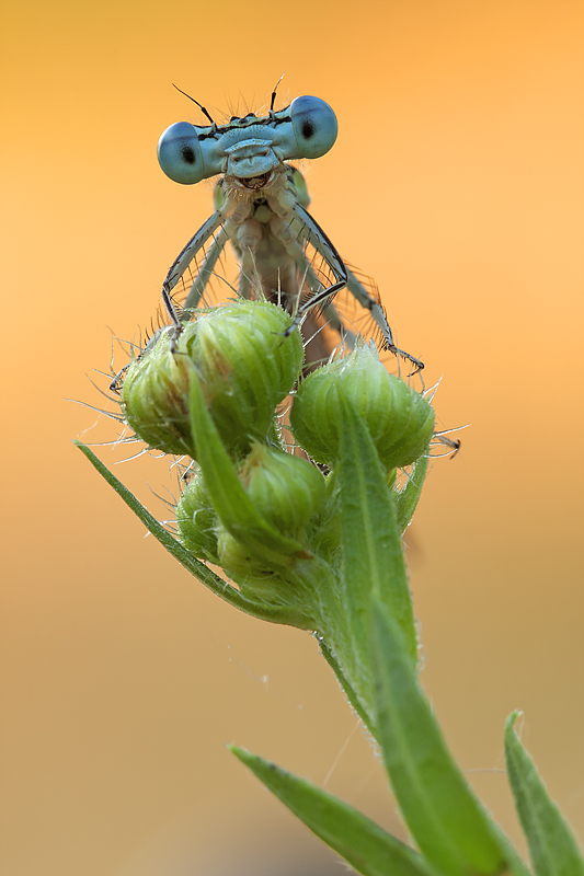 Frontale di Platycnemis pennipes maschio