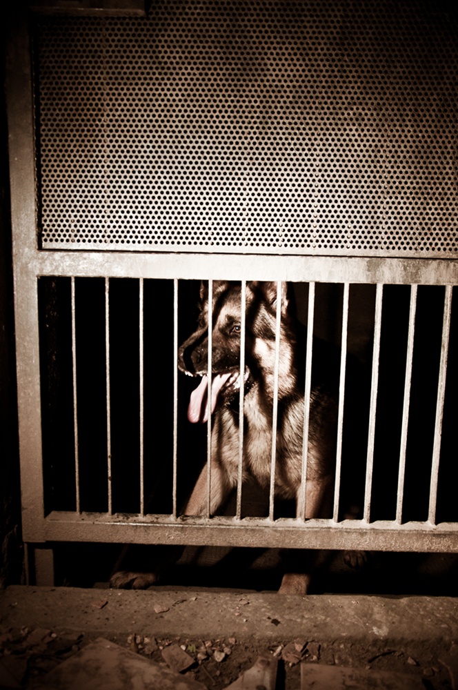 Sepp Dietrich, il Rabbioso