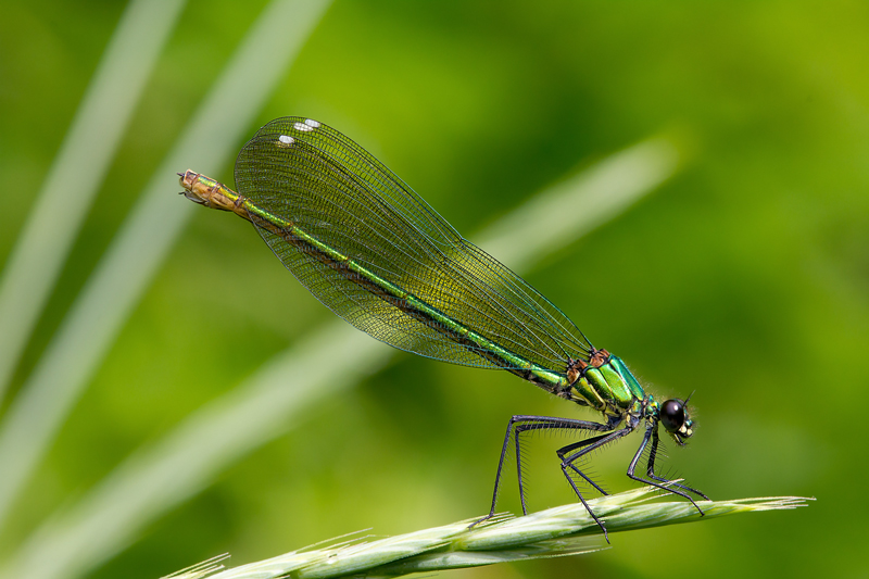 Tutta cromata e.... con i denti affilati! (full frame)