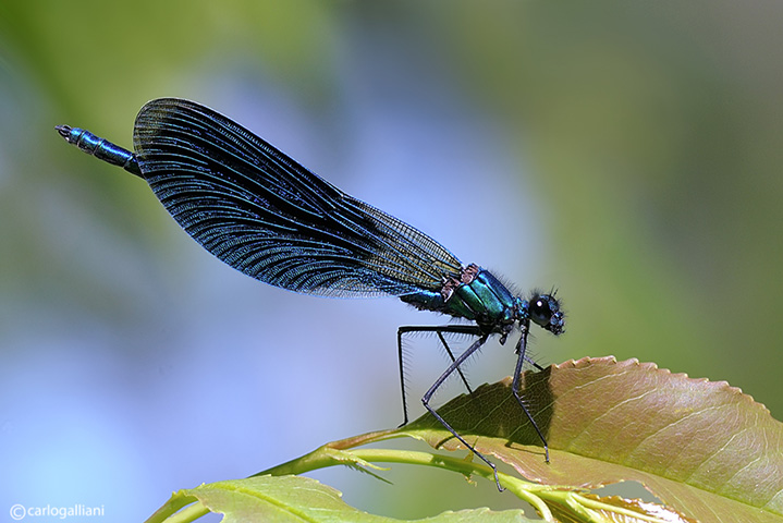 Calopteryx splendens