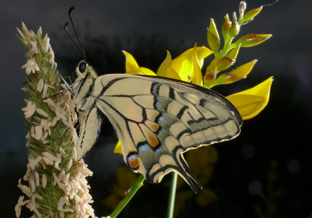 Macaone...moltoooooo ambientato :)