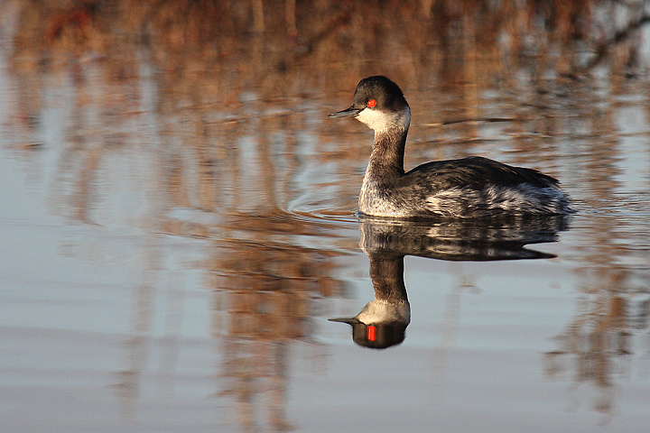 SVASSO PICCOLO........