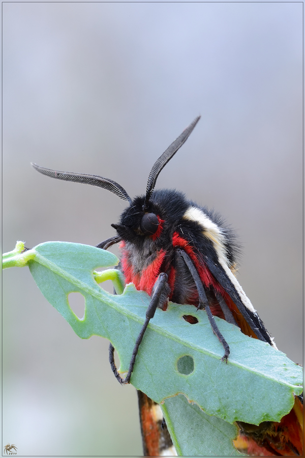 Arctia villica  "mezzo busto"