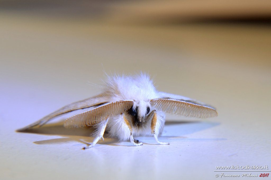 ..un'altra Falena Bianca
