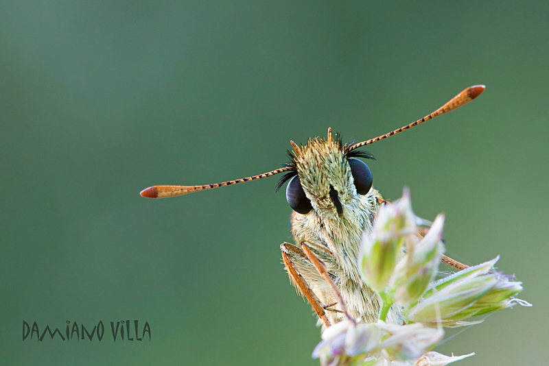 ciao, io sono Thymy... e tu?
