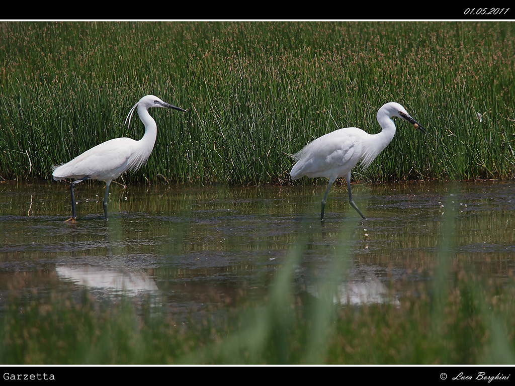 Camargue # 9