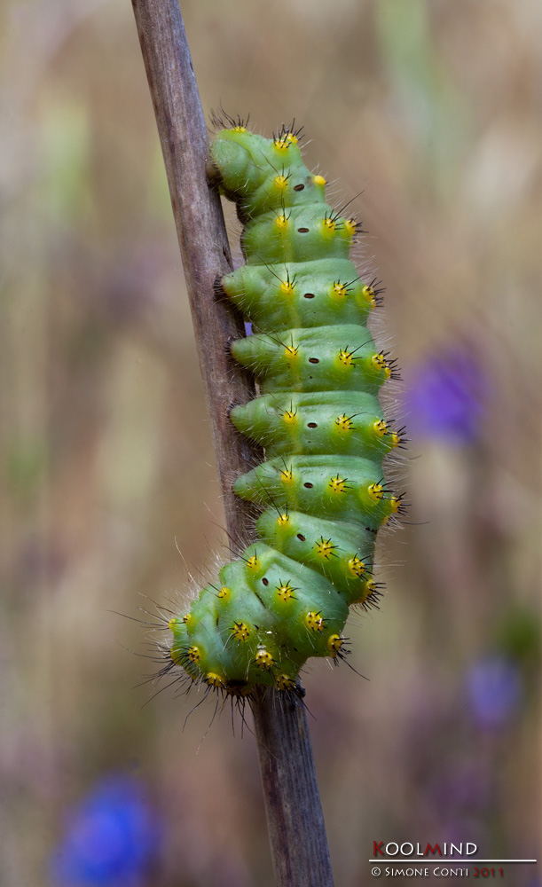 Saturnia pavoniella, II tempo