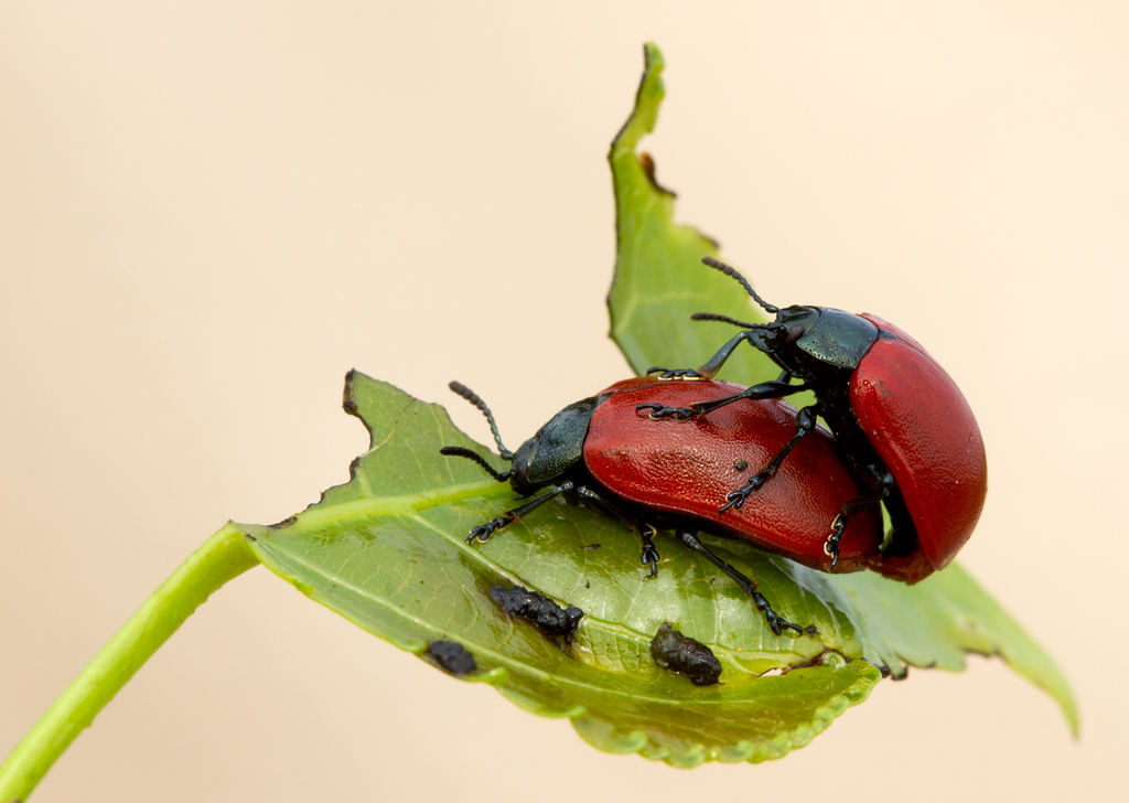 Chi dorme non piglia pesci....