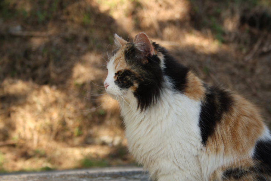 il gatto incrociato con la volpe