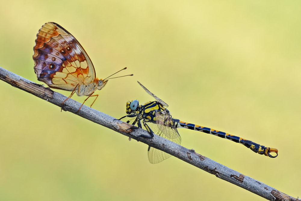 Brenthis daphne & Onychogomphus uncatus