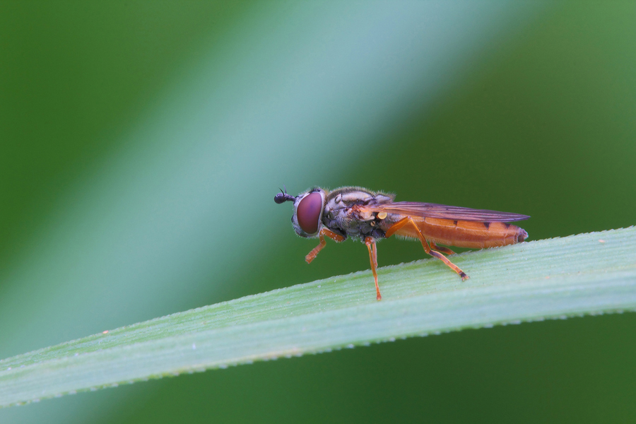 ...La Mascotte...!!!