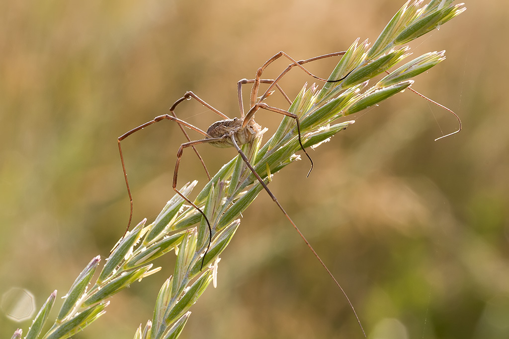 il ragno dalle lunghe gambe