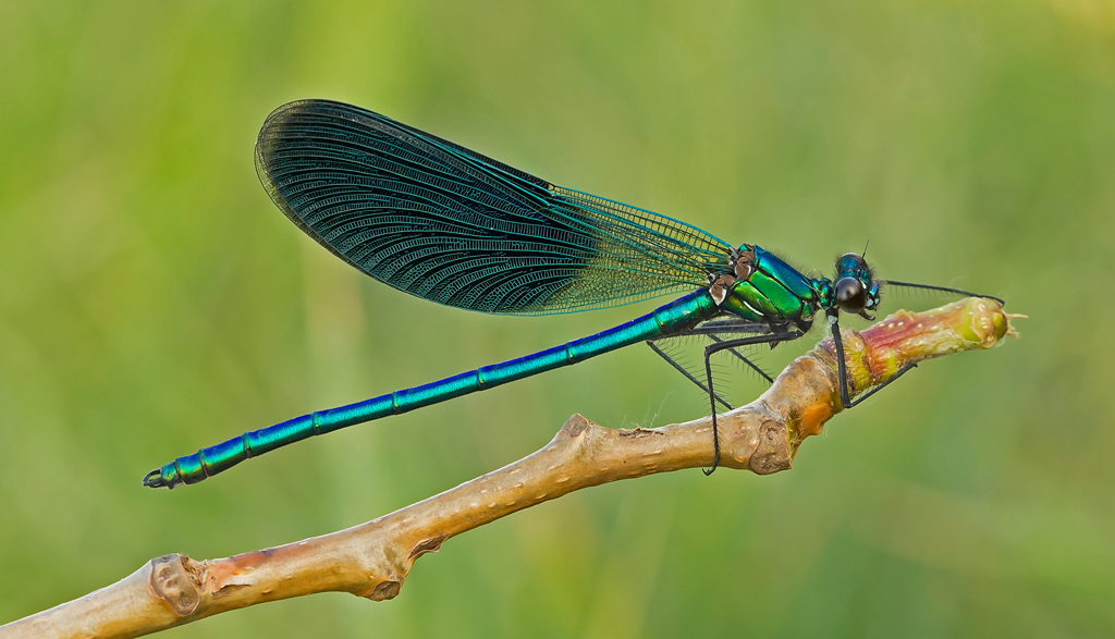 L'avevo dimenticata??