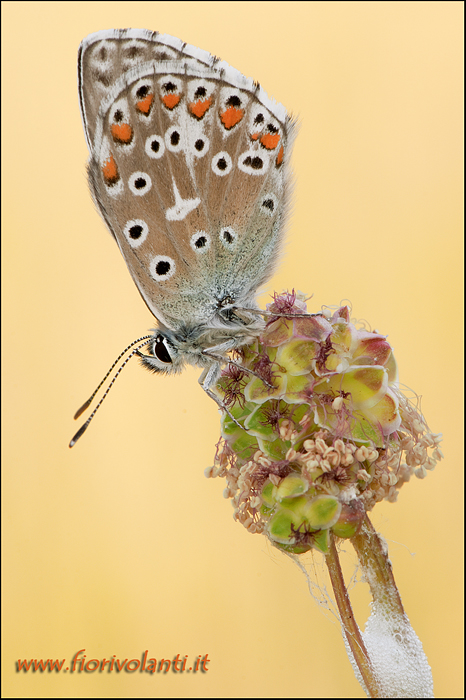 sfruttando la diagonale