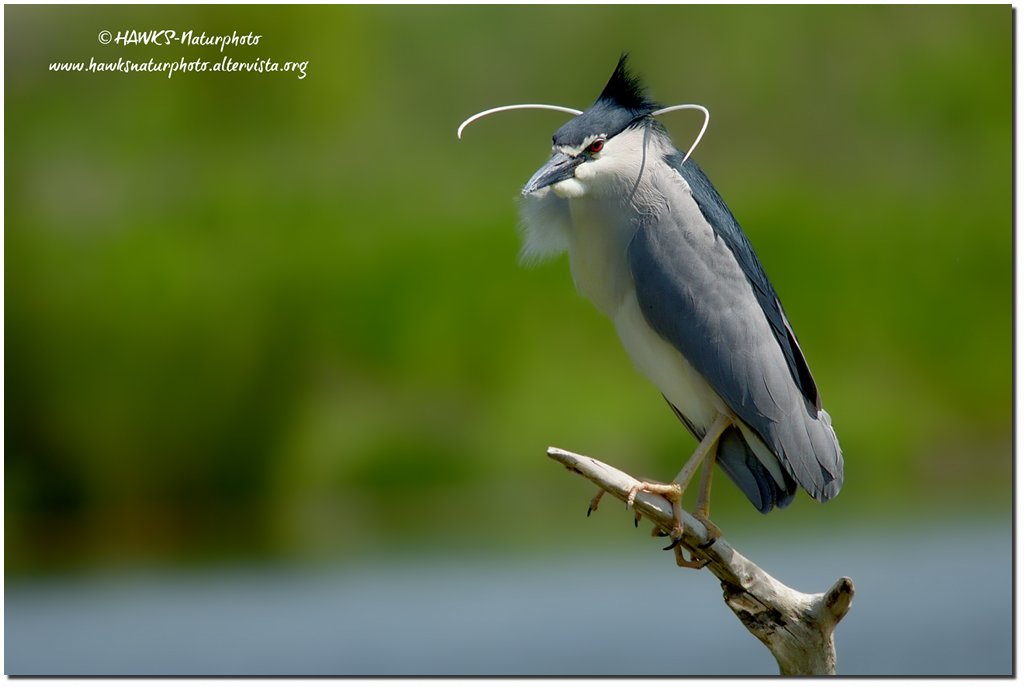 Nitticora(Nycticorax nycticorax)