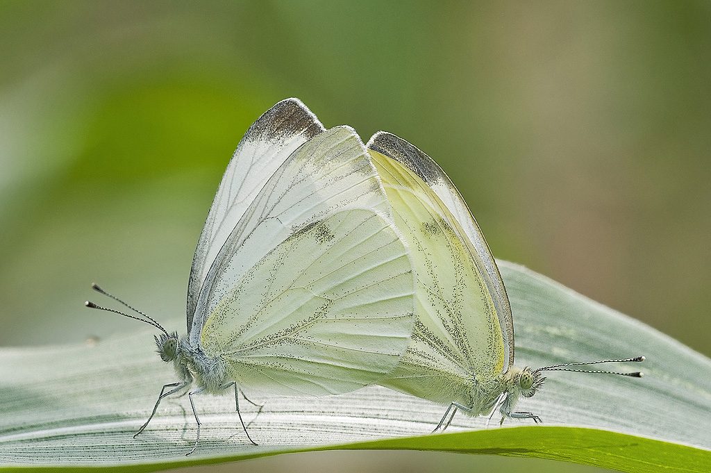 Incollate per la vita