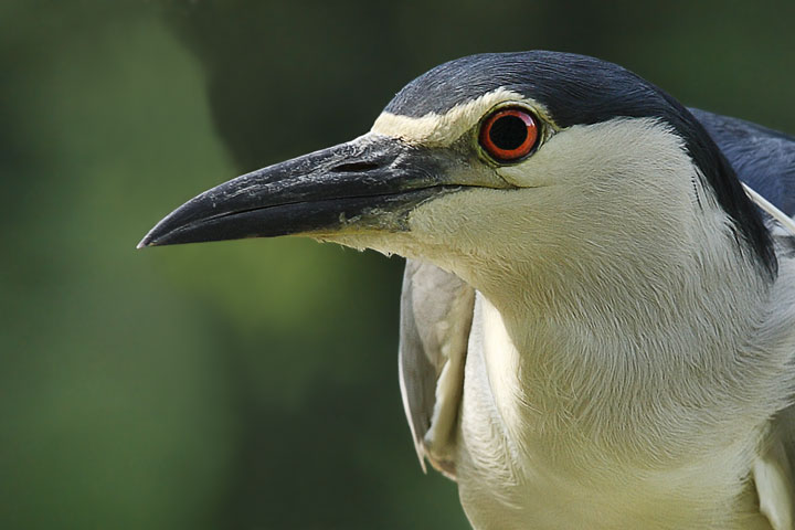 Ritratto di Nitticora