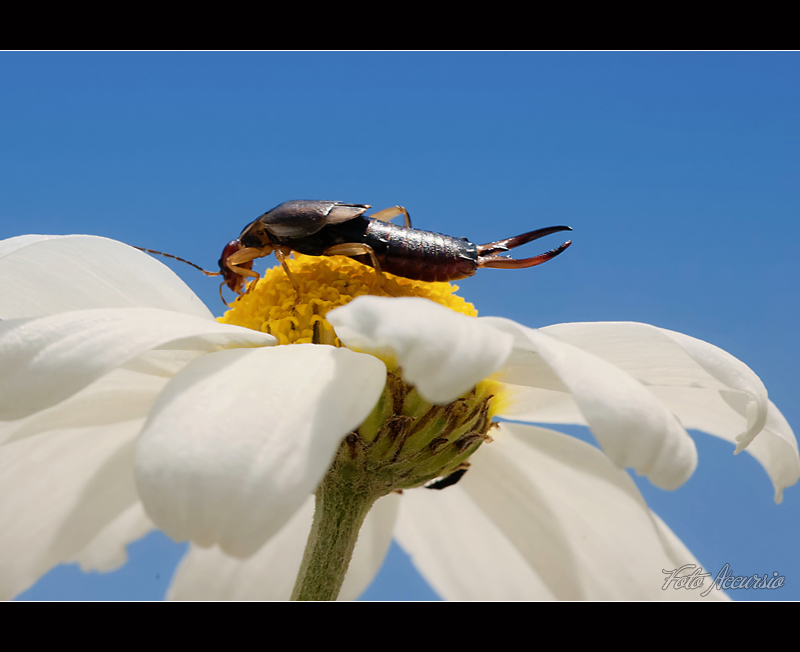 Forficula auricularia