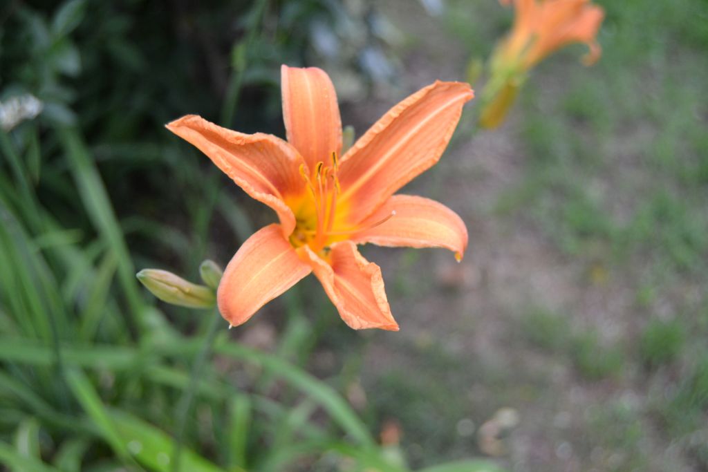 Un Fiore Arancione