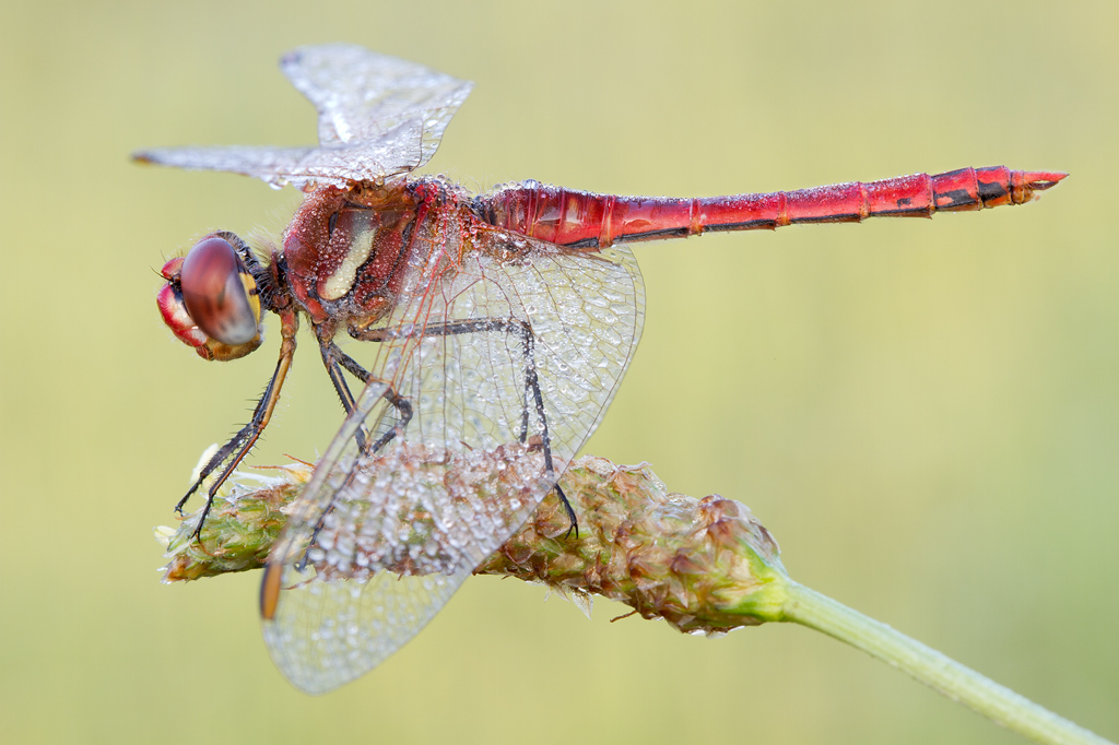 Rugiada (full frame)