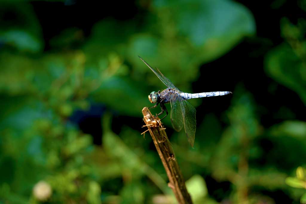 Dragonfly